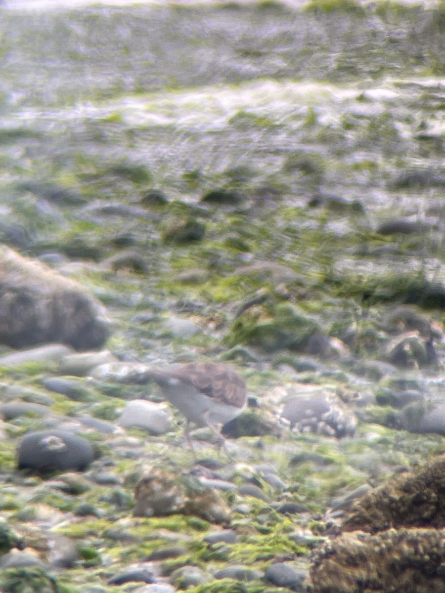 Gambecchio americano - ML622812591