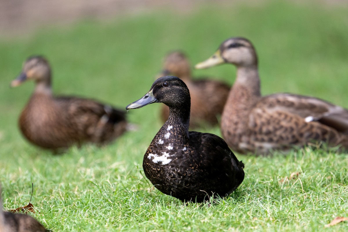 Mallard (Domestic type) - David Joiner