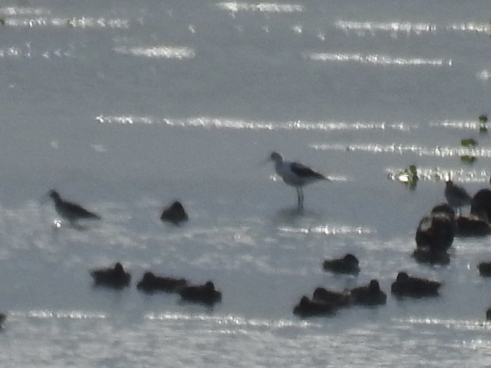 Avoceta Americana - ML622812620