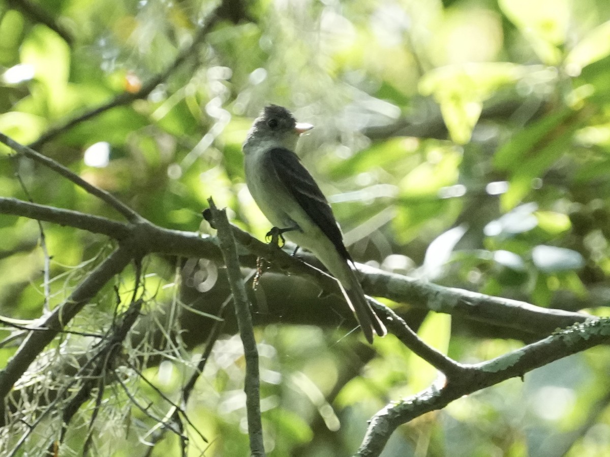 eBird Checklist - 22 Aug 2024 - Marjorie A. Hoy Memorial Park at Orange ...