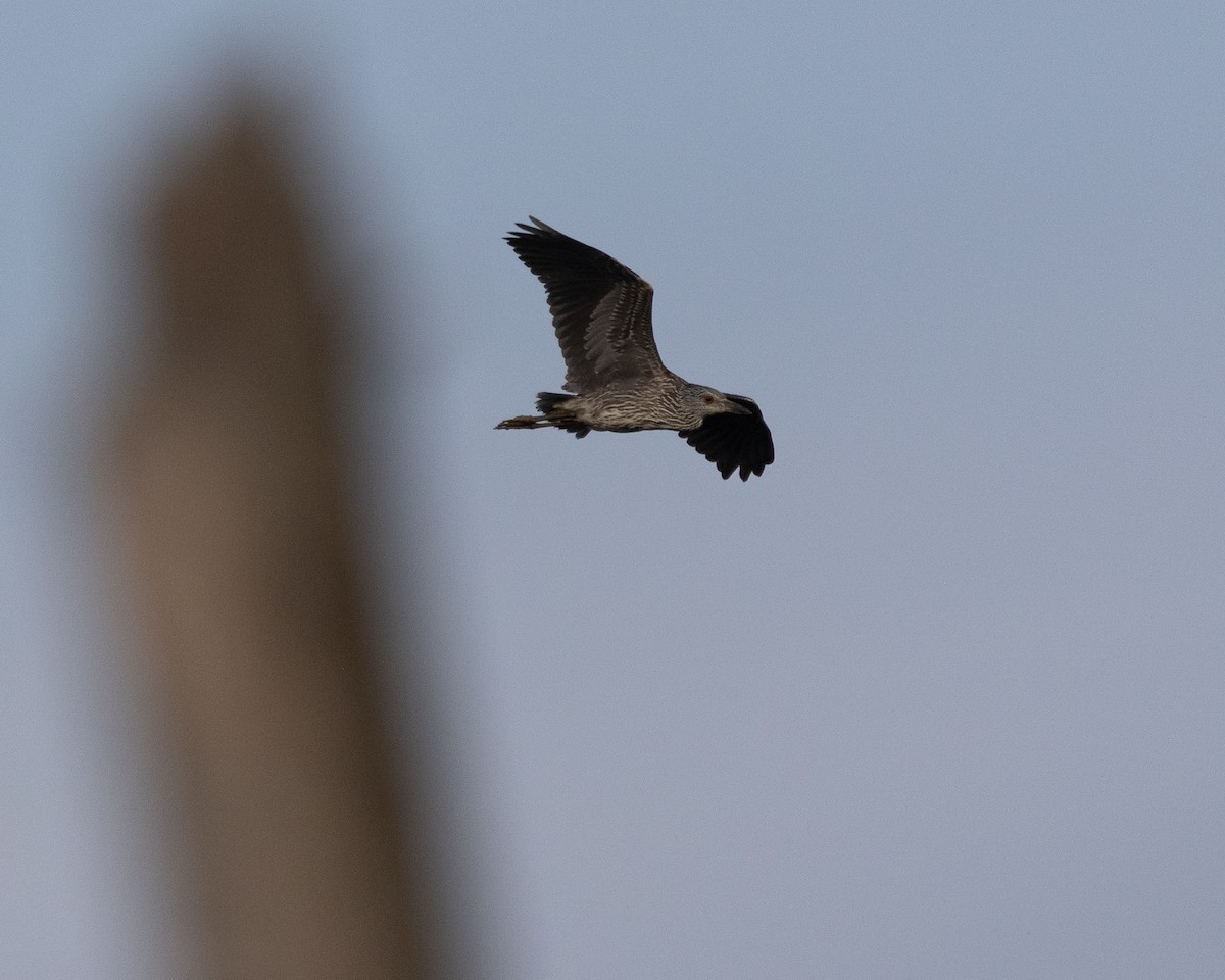 Yellow-crowned Night Heron - ML622812676