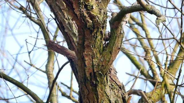 Short-toed Treecreeper - ML622812684