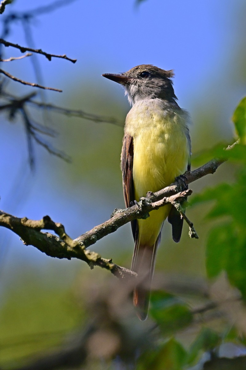 Great Crested Flycatcher - ML622812722