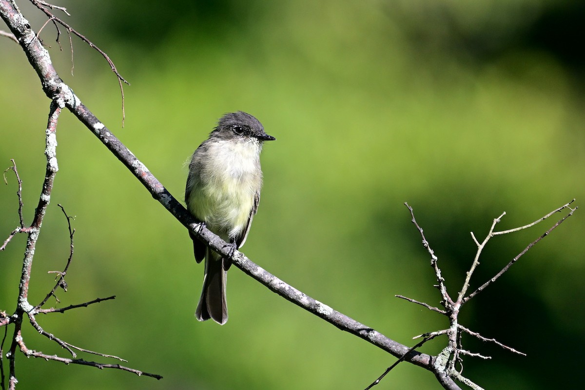 Eastern Phoebe - ML622812731