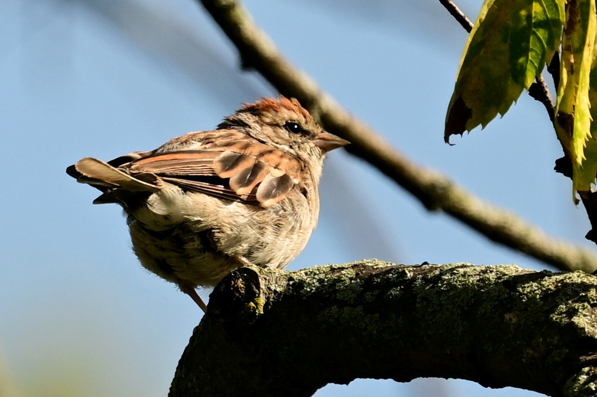 Chipping Sparrow - Eileen Gibney