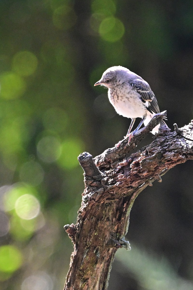 Northern Mockingbird - ML622812748