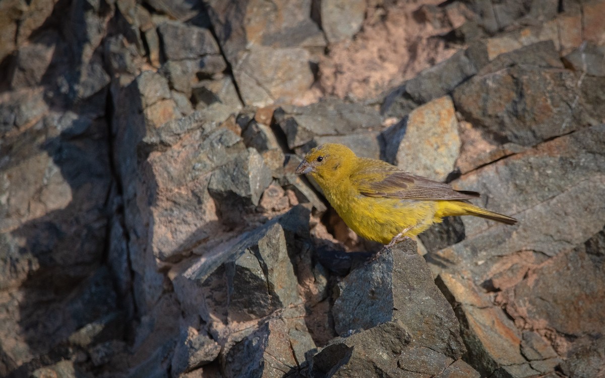 Greenish Yellow-Finch - ML622812843