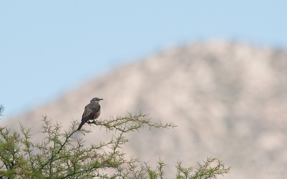 Patagonian Mockingbird - Carlos Maure