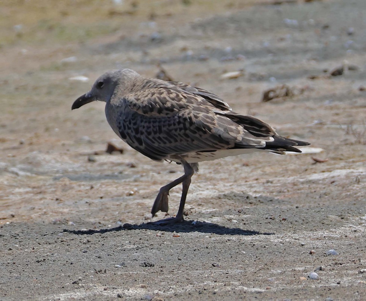 Audouin's Gull - wr fortner