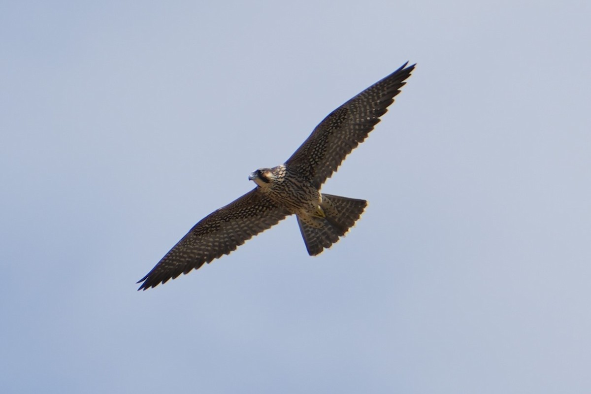 Peregrine Falcon (Tundra) - ML622812982