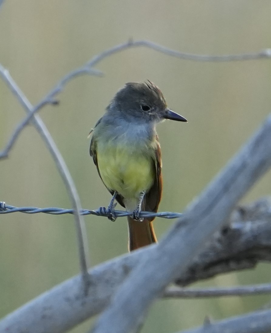 Great Crested Flycatcher - ML622813007