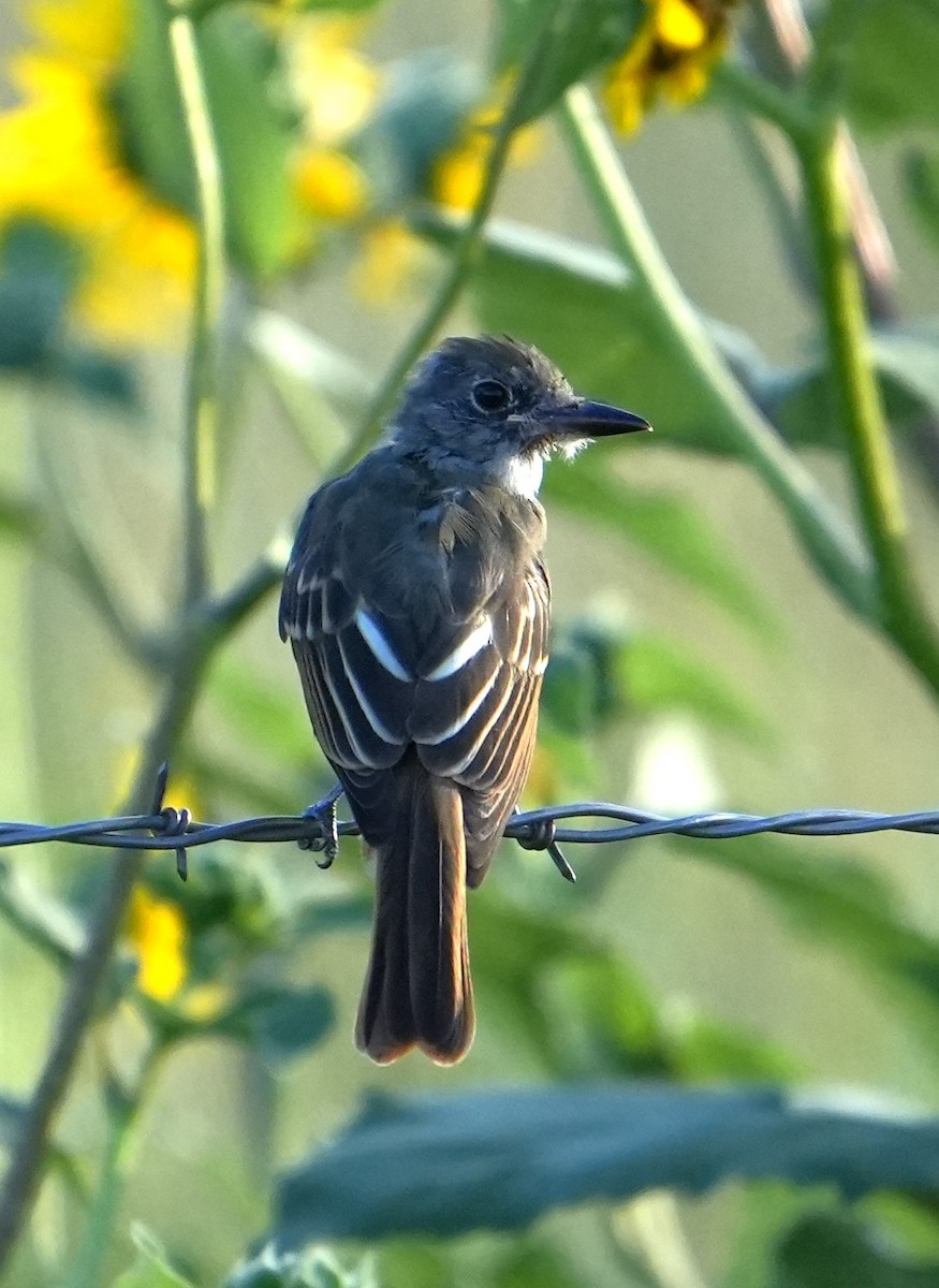 Great Crested Flycatcher - ML622813008