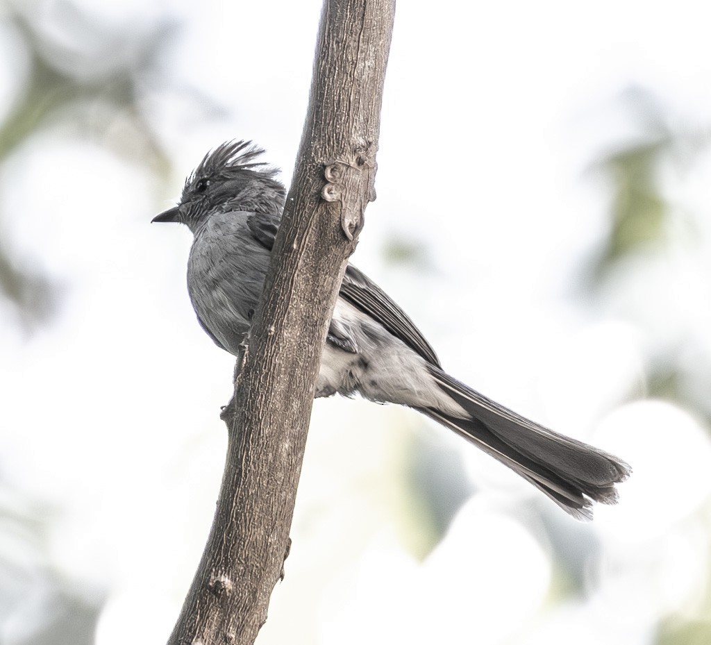 Amazonian Scrub-Flycatcher - ML622813014