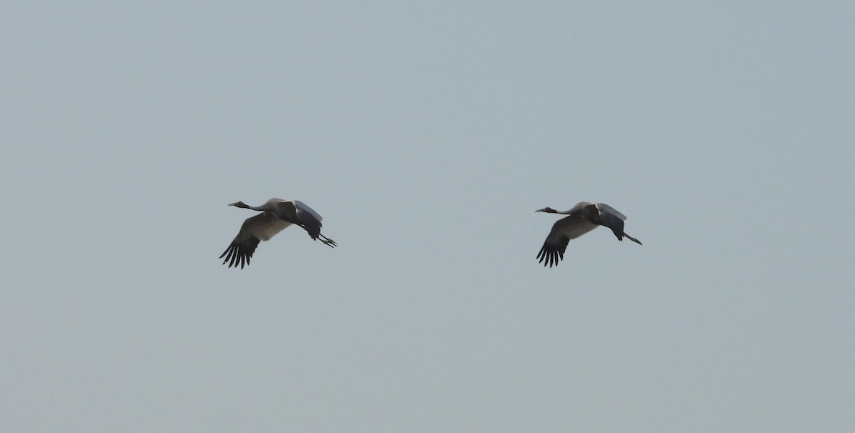 Sarus Crane - ML622813026