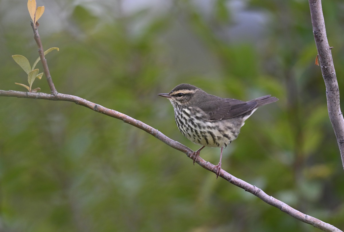 Northern Waterthrush - Seth Beaudreault