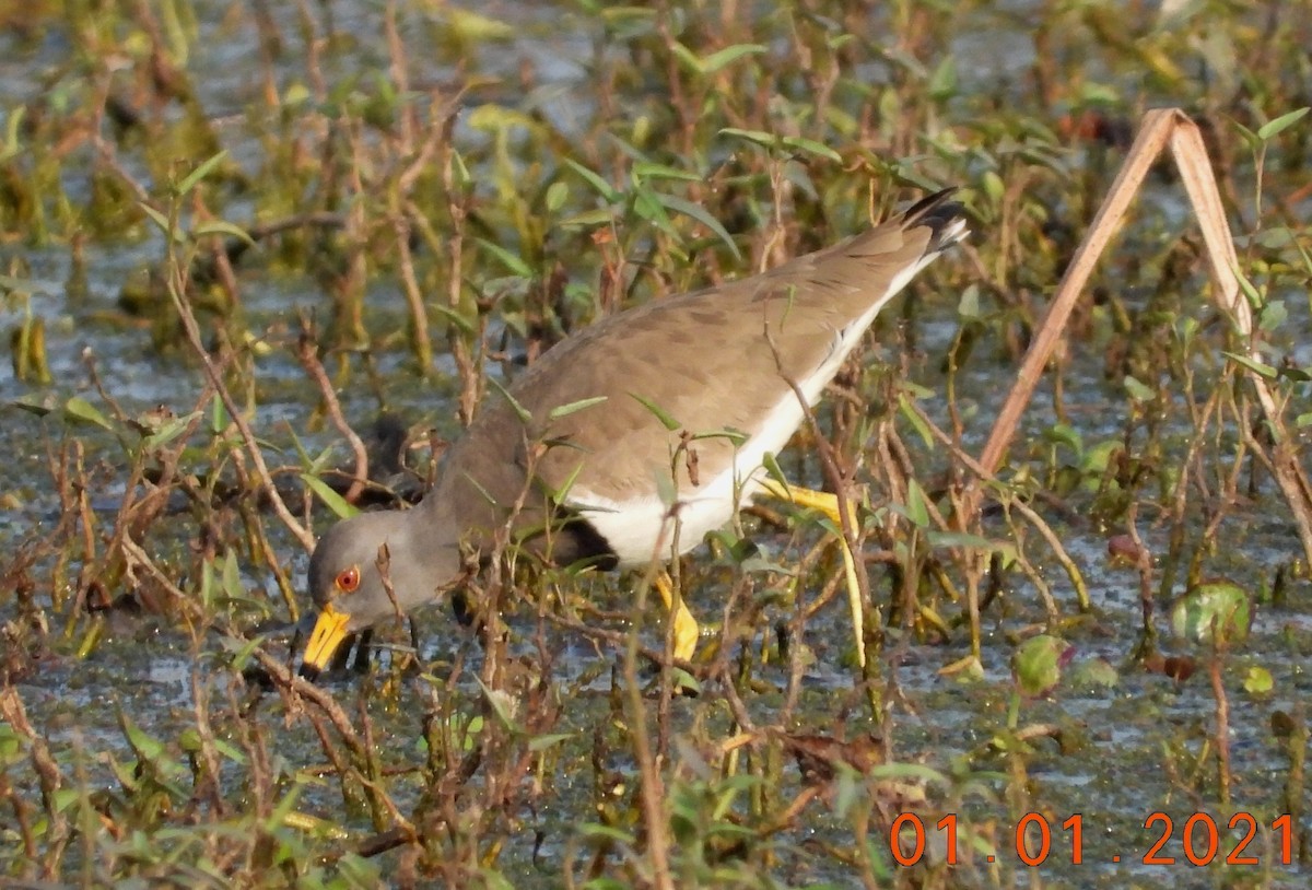 Gray-headed Lapwing - ML622813039