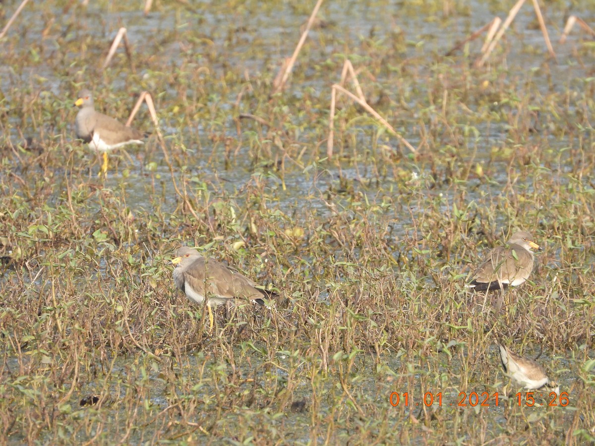 Gray-headed Lapwing - ML622813041