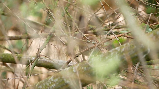 Cetti's Warbler - ML622813061