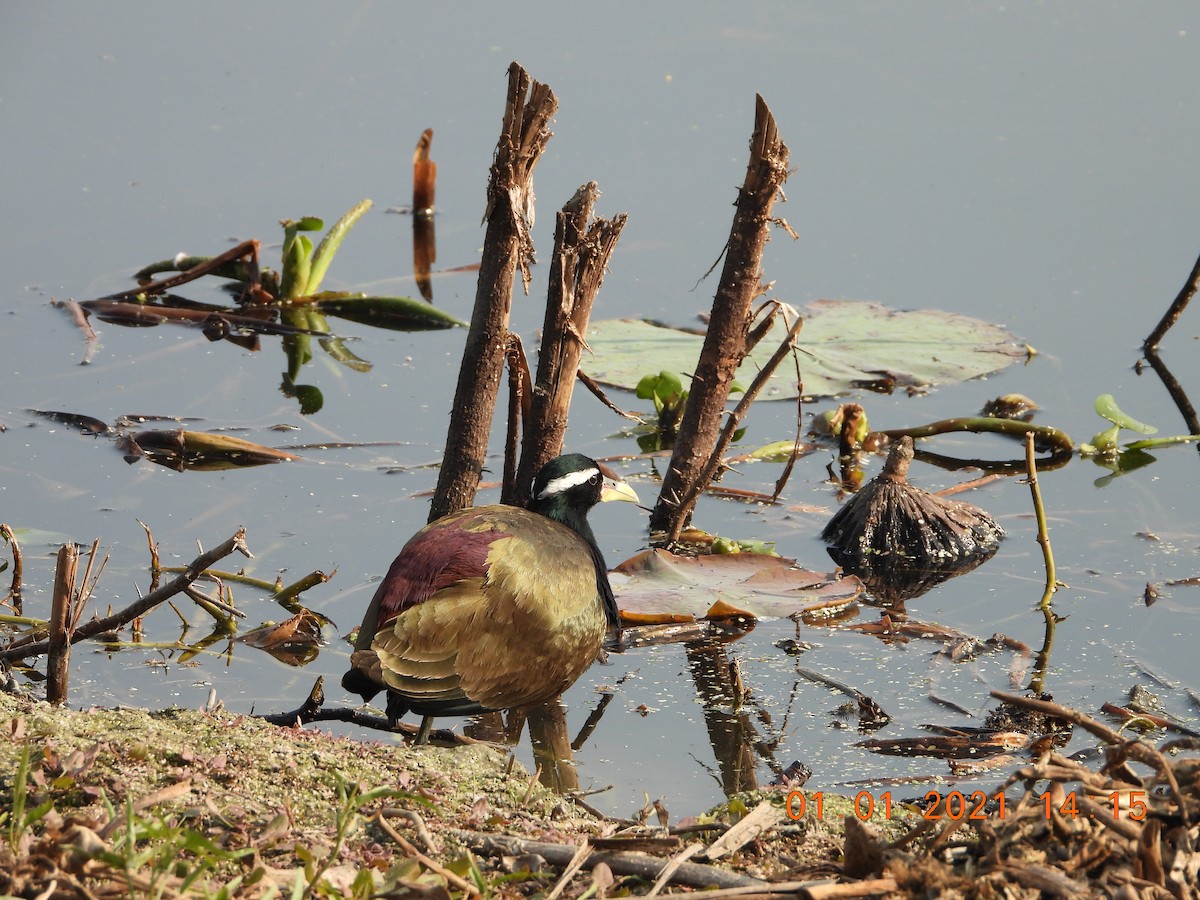 Bronze-winged Jacana - ML622813067