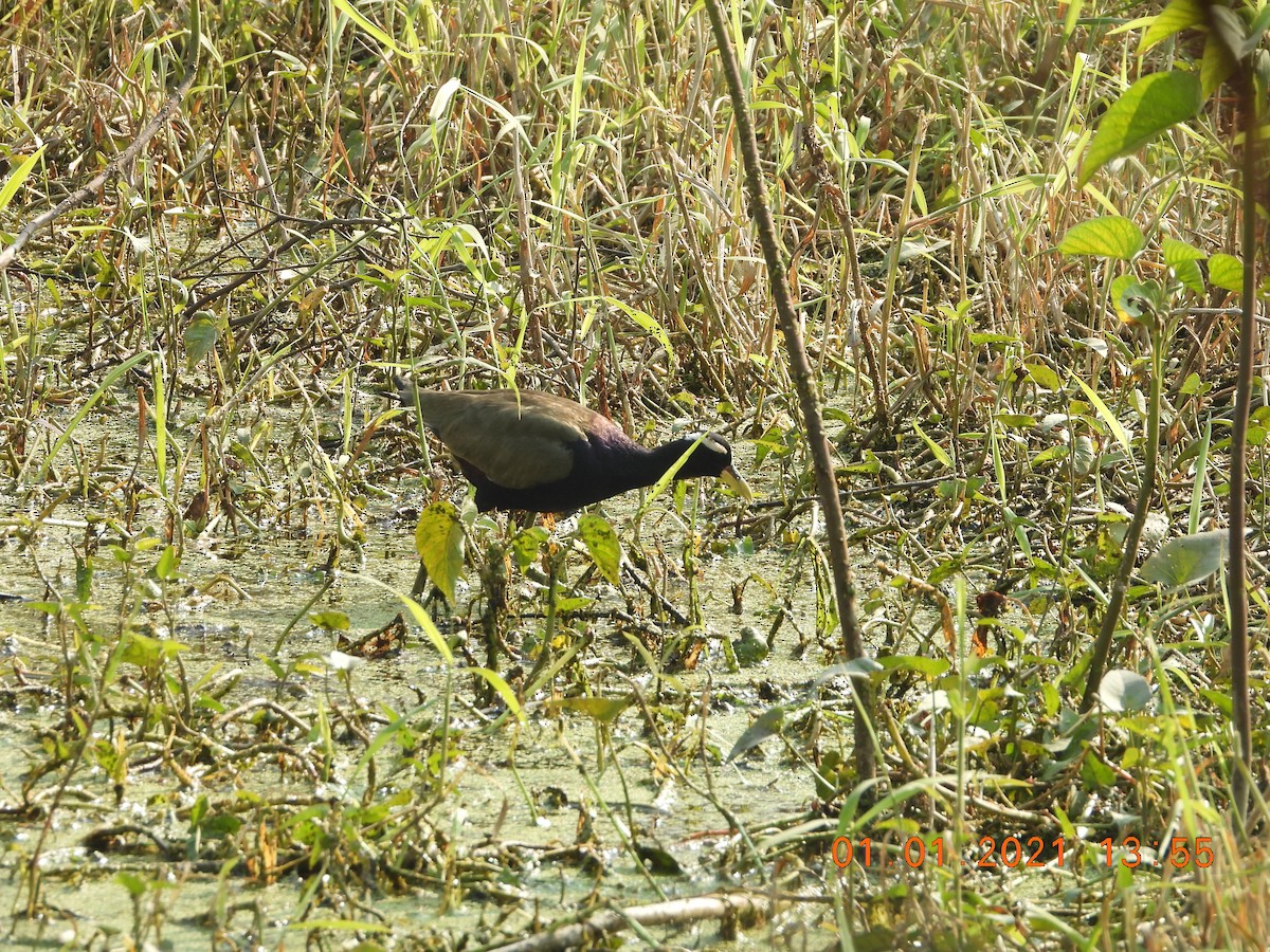 Bronze-winged Jacana - ML622813069