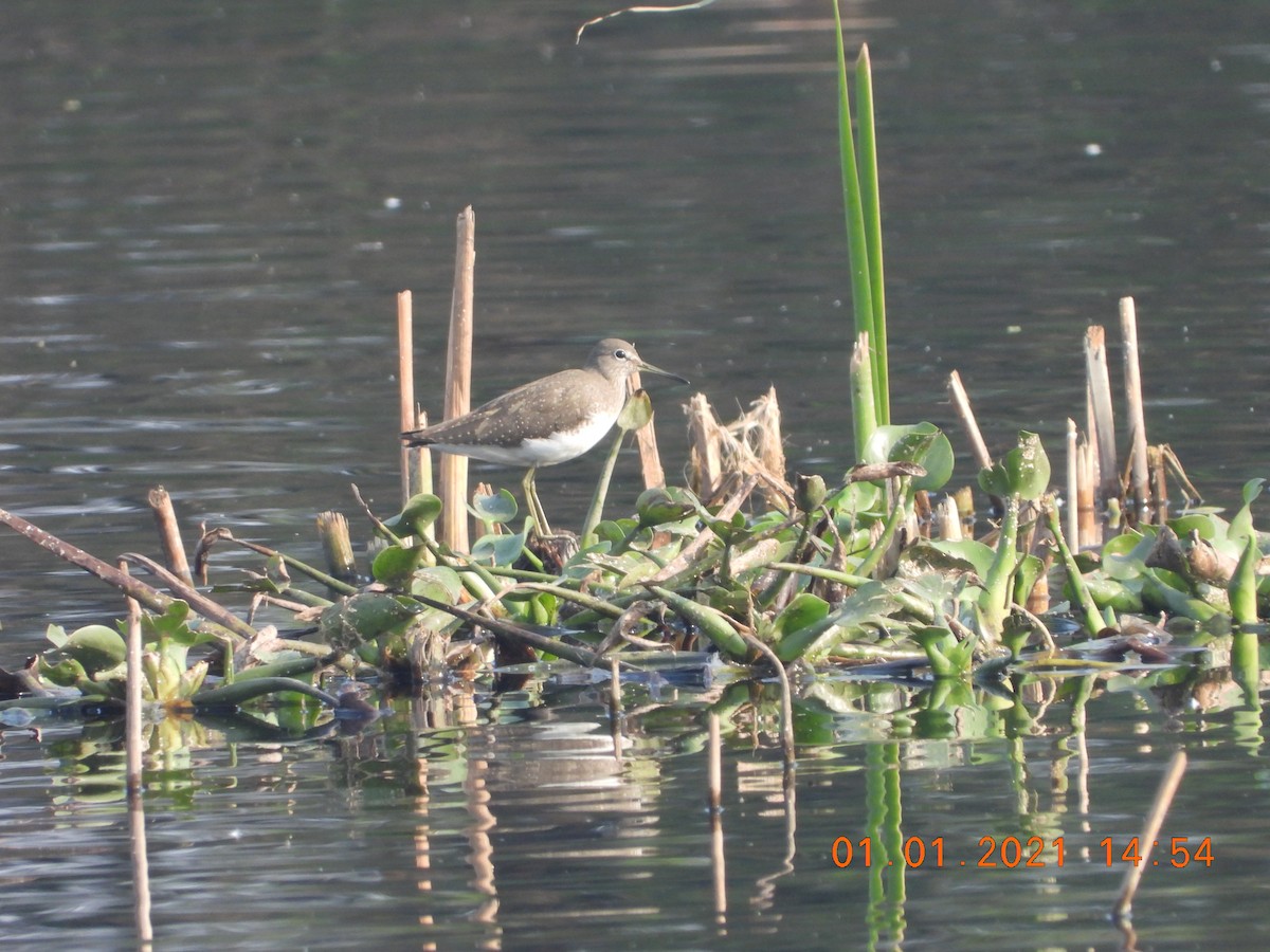 Green Sandpiper - ML622813081