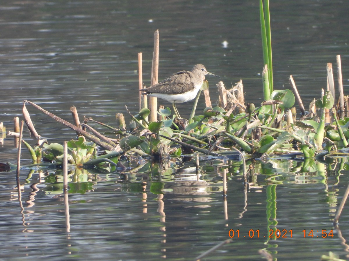 Green Sandpiper - ML622813082