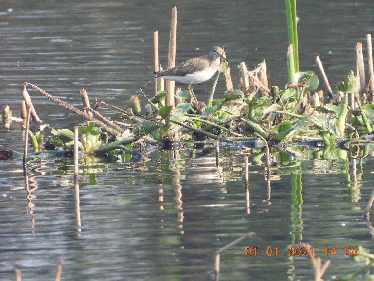 Green Sandpiper - ML622813083