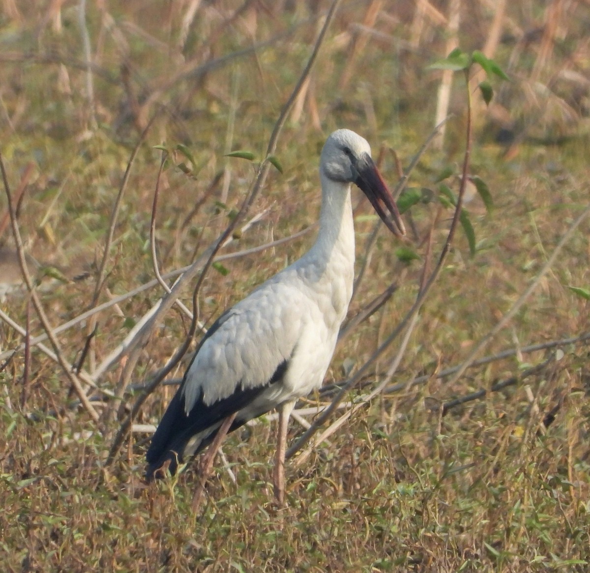 Asian Openbill - ML622813086