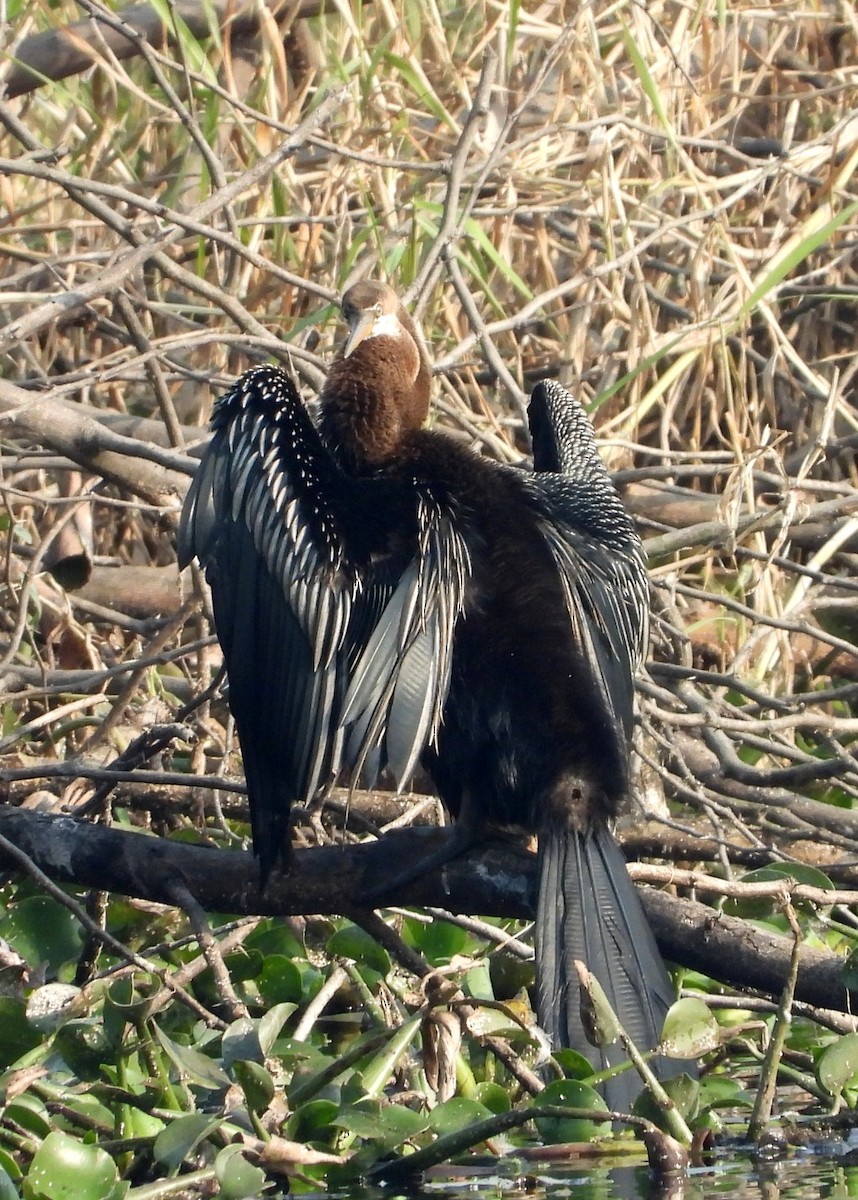 Oriental Darter - Hariom Verma