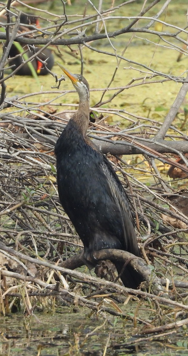 Oriental Darter - ML622813100