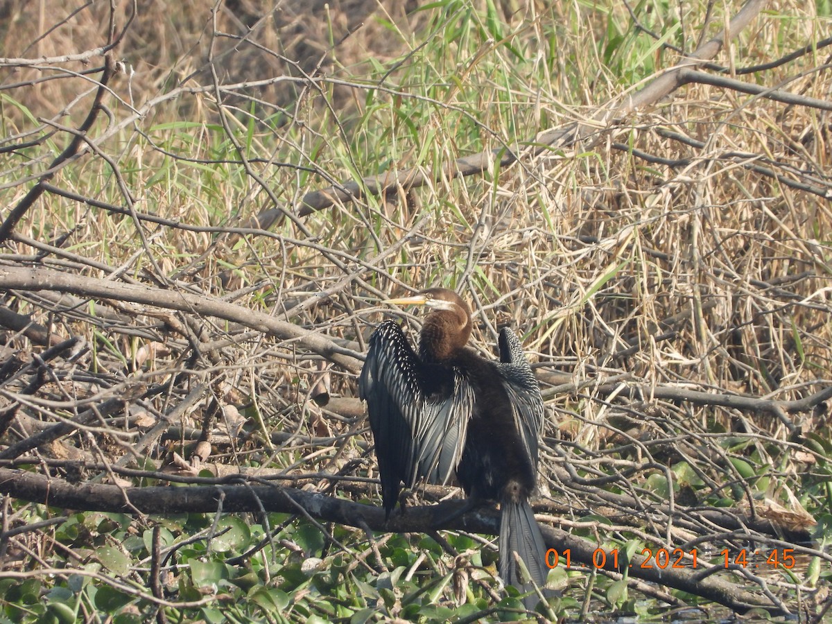 Oriental Darter - ML622813102