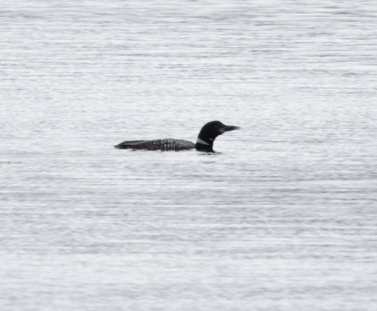 Common Loon - ML622813107