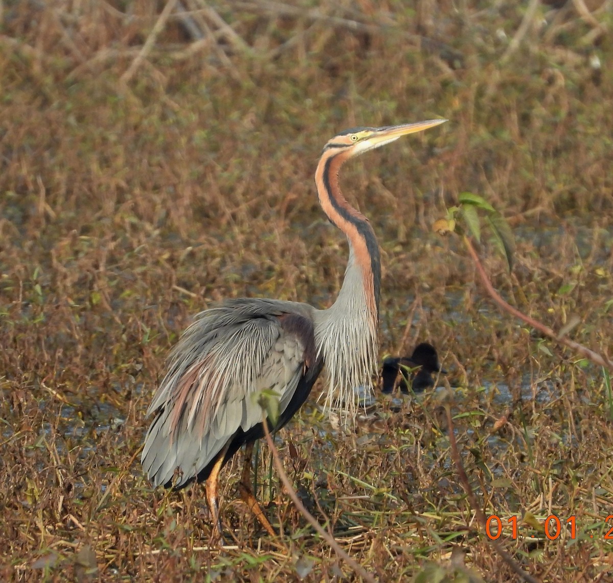 Purple Heron - ML622813120