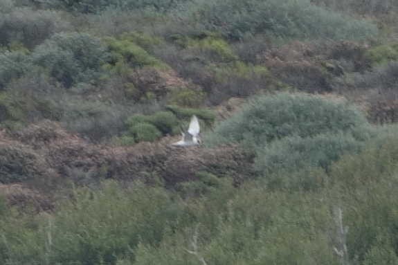 Forster's Tern - ML622813154
