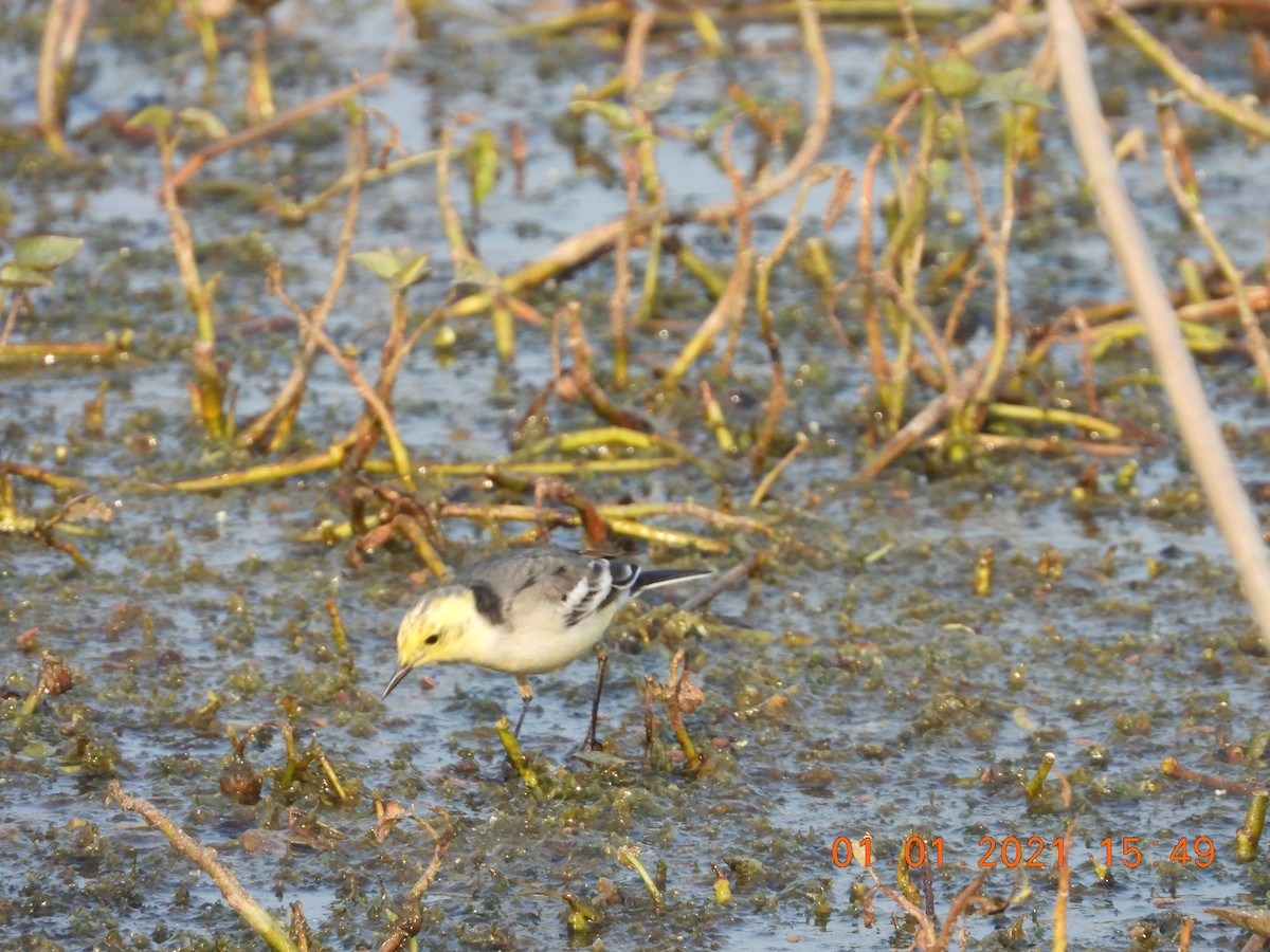 Citrine Wagtail - ML622813176