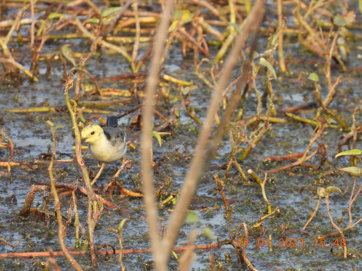 Citrine Wagtail - ML622813177