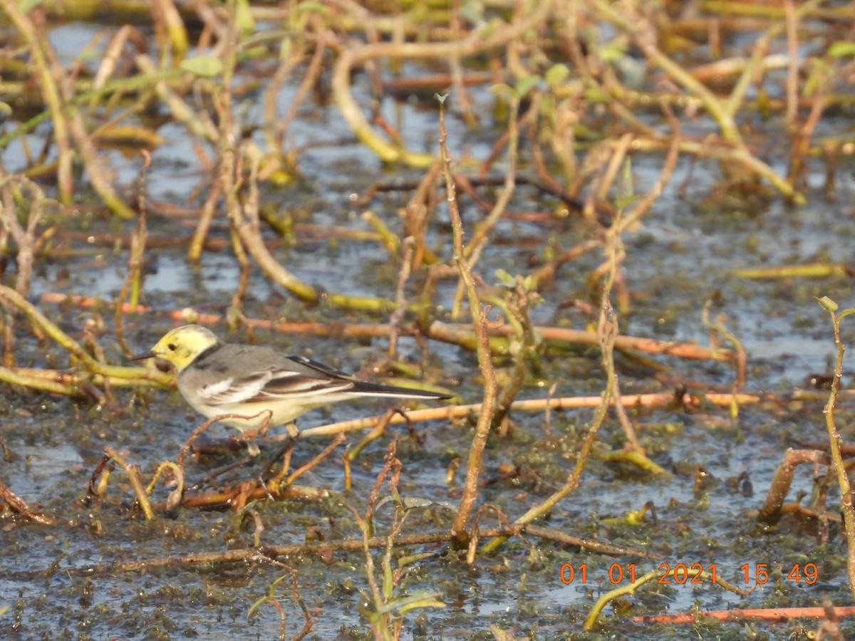 Citrine Wagtail - ML622813178