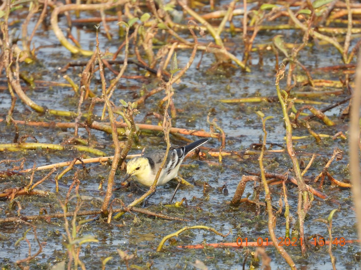 Citrine Wagtail - ML622813180