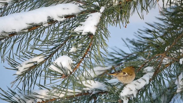 Goldcrest - ML622813218