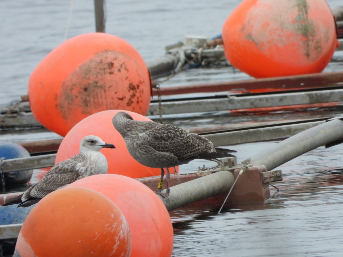 Caspian Gull - ML622813242