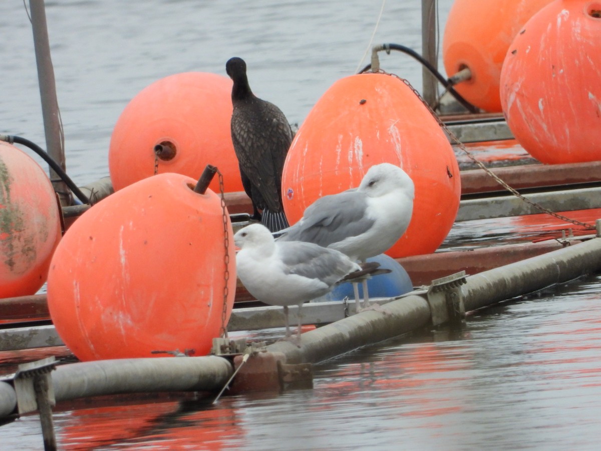 Caspian Gull - ML622813243