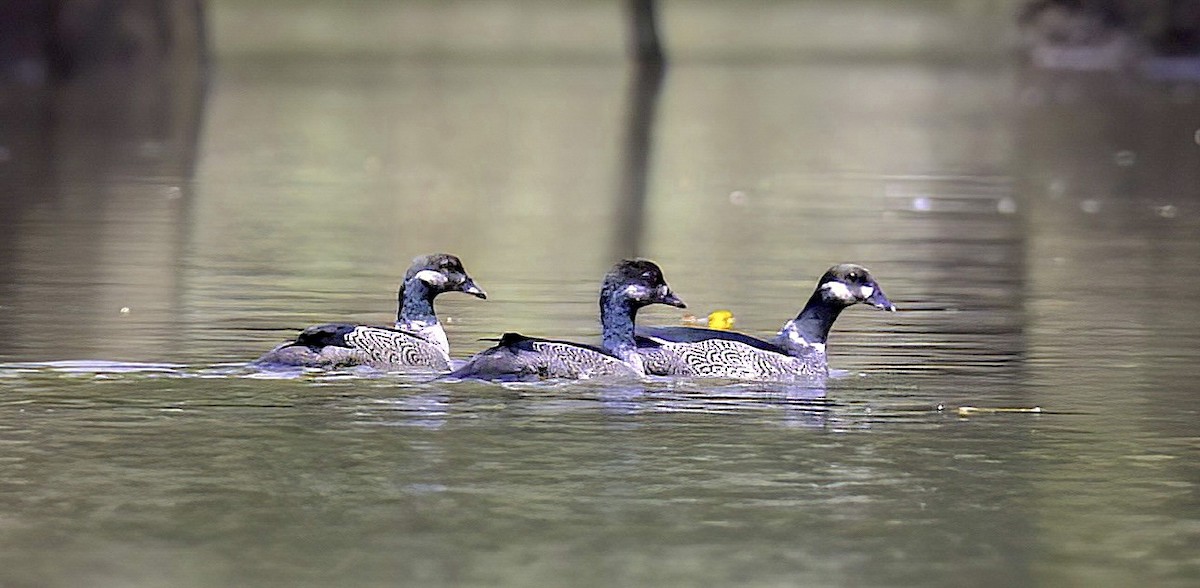 Green Pygmy-Goose - ML622813278