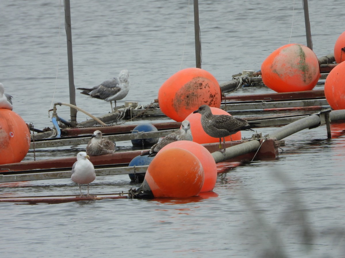 Herring Gull (European) - ML622813290