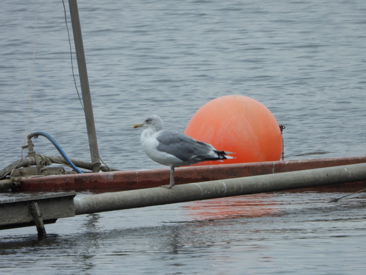 Herring Gull (European) - ML622813291