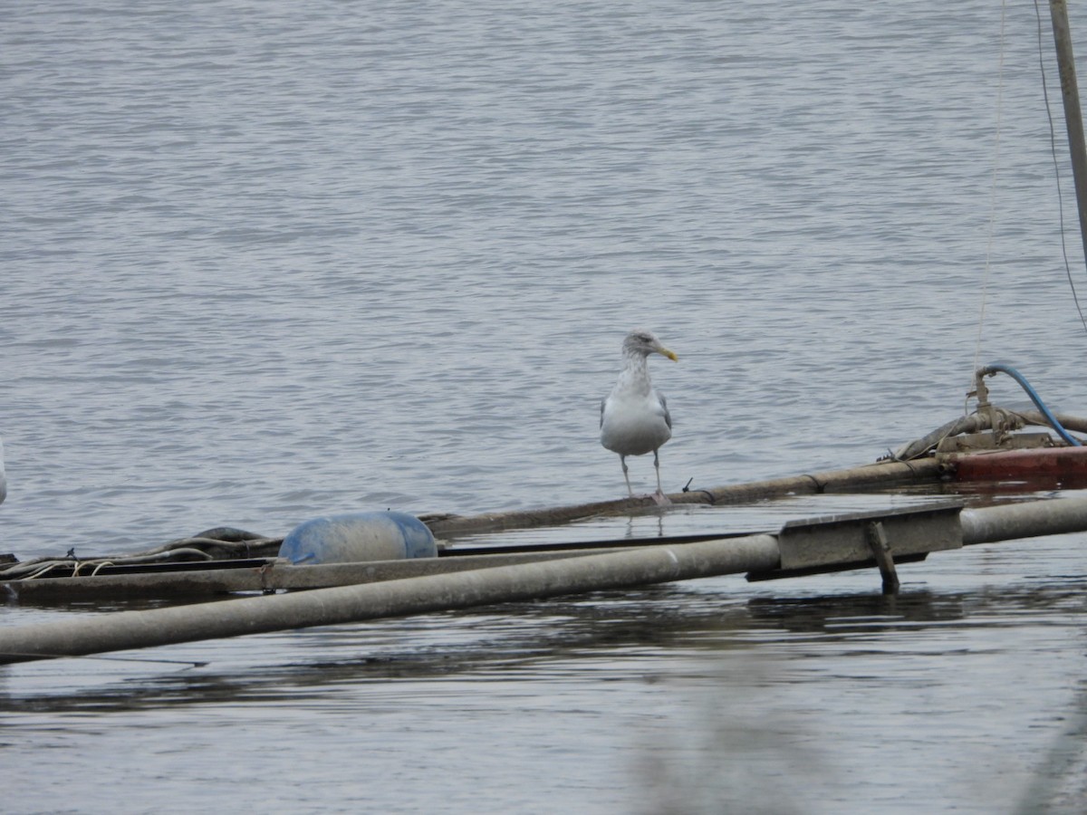 Herring Gull (European) - ML622813292