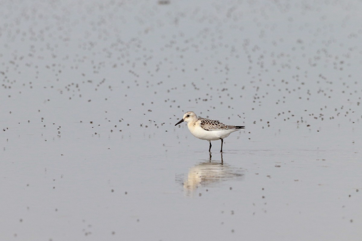 Sanderling - ML622813330