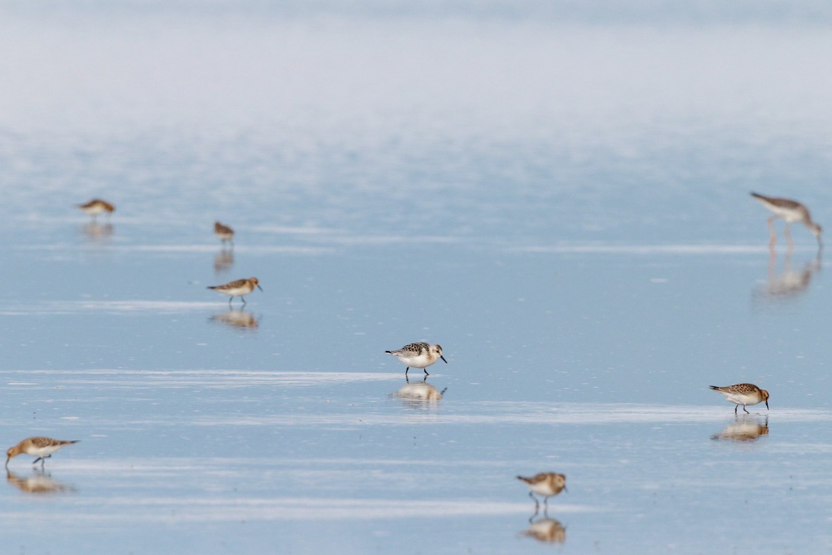 Sanderling - ML622813332