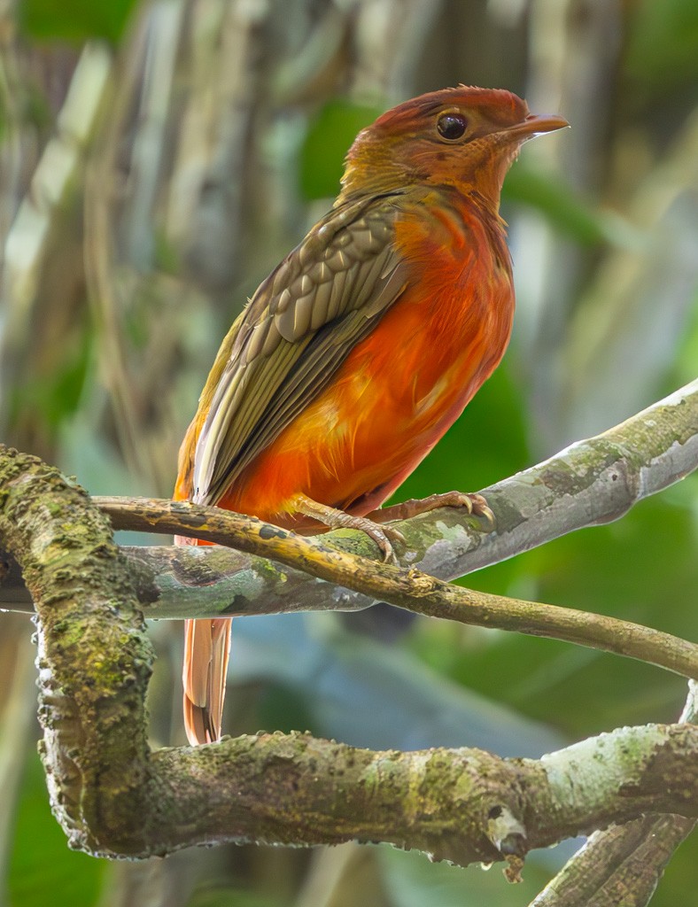 Guianan Red-Cotinga - ML622813374