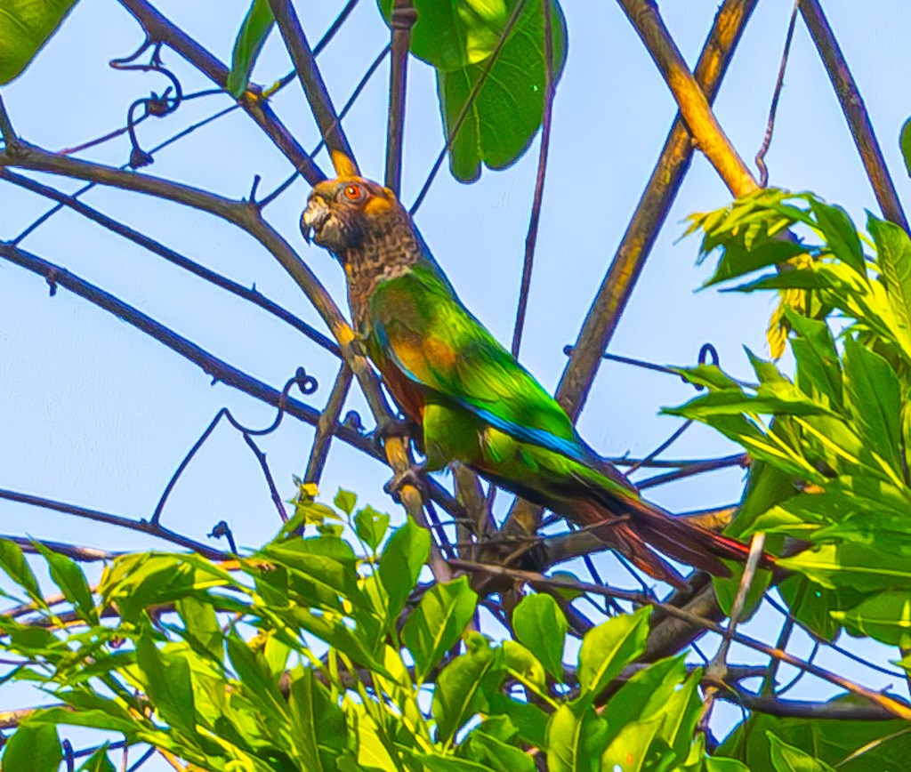 Santarem Parakeet - ML622813392