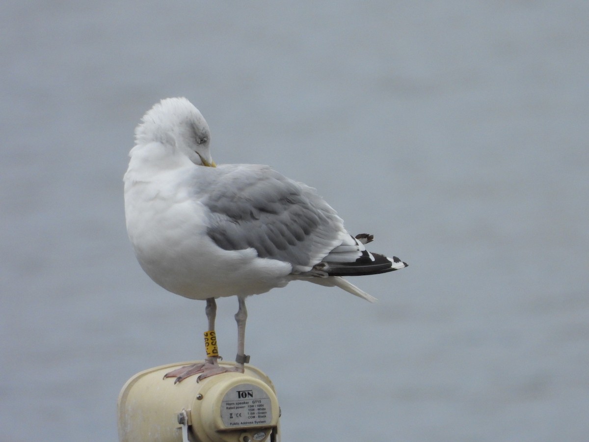 Herring Gull (European) - ML622813423